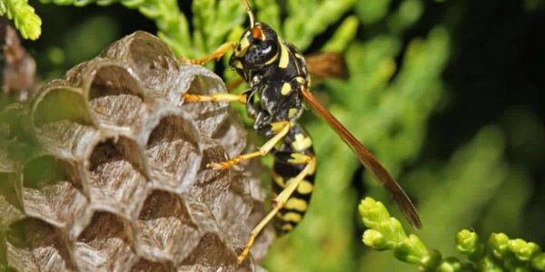 Wasp Infestation in a Garden